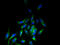 Leucine Rich Repeat Containing 3B antibody, A67126-100, Epigentek, Immunofluorescence image 