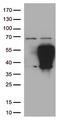 Programmed cell death 1 ligand 2 antibody, UM800116, Origene, Western Blot image 