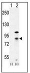 CTNNB1 antibody, AP51124PU-N, Origene, Western Blot image 