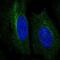 Ring Finger Protein 167 antibody, NBP2-30454, Novus Biologicals, Immunofluorescence image 