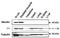 MAGE Family Member D1 antibody, 74-112, BioAcademia Inc, Western Blot image 