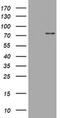 SKI Like Proto-Oncogene antibody, MA5-26387, Invitrogen Antibodies, Western Blot image 