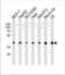 Mitogen-Activated Protein Kinase 1 antibody, TA324692, Origene, Western Blot image 