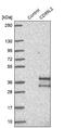 CD99 antigen-like protein 2 antibody, NBP1-85738, Novus Biologicals, Western Blot image 