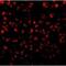 Eotaxin-1 antibody, NBP1-77046, Novus Biologicals, Immunofluorescence image 