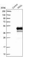 Phosducin Like antibody, NBP1-85079, Novus Biologicals, Western Blot image 
