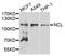 Nucleolin antibody, abx006806, Abbexa, Western Blot image 