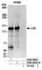 Serine/threonine-protein kinase 10 antibody, A300-399A, Bethyl Labs, Immunoprecipitation image 