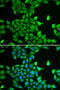 Proteasome subunit alpha type-6 antibody, 15-051, ProSci, Immunofluorescence image 