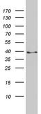 Pleckstrin 2 antibody, MA5-26551, Invitrogen Antibodies, Western Blot image 