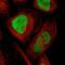 EZH Inhibitory Protein antibody, NBP2-47499, Novus Biologicals, Immunofluorescence image 