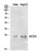 Activation-induced cytidine deaminase antibody, A00267-1, Boster Biological Technology, Western Blot image 