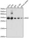Inhibitor Of Growth Family Member 4 antibody, GTX54365, GeneTex, Western Blot image 