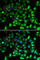 mRNA export factor antibody, A6713, ABclonal Technology, Immunofluorescence image 