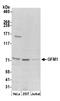 G Elongation Factor Mitochondrial 1 antibody, A305-114A, Bethyl Labs, Western Blot image 