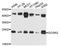 Golgi SNAP Receptor Complex Member 2 antibody, A4321, ABclonal Technology, Western Blot image 
