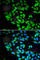 Microtubule Associated Protein 1 Light Chain 3 Beta antibody, A7198, ABclonal Technology, Immunofluorescence image 