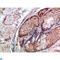 Caspase 1 antibody, LS-C813295, Lifespan Biosciences, Immunohistochemistry paraffin image 