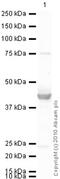 Optineurin antibody, ab23666, Abcam, Western Blot image 