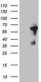 Centrosomal Protein 55 antibody, TA808972, Origene, Western Blot image 