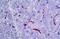 RECA-1 antibody, MBS246346, MyBioSource, Immunohistochemistry paraffin image 