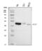 Solute Carrier Family 25 Member 51 antibody, A17353, Boster Biological Technology, Western Blot image 