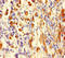 Histone H3.3 antibody, A55567-100, Epigentek, Immunohistochemistry paraffin image 
