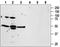 F2R Like Thrombin Or Trypsin Receptor 3 antibody, PA5-77686, Invitrogen Antibodies, Western Blot image 
