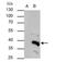 SWI/SNF-related matrix-associated actin-dependent regulator of chromatin subfamily E member 1-related antibody, NBP2-15608, Novus Biologicals, Immunoprecipitation image 