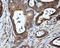 Atrial natriuretic peptide receptor 3 antibody, LS-C115117, Lifespan Biosciences, Immunohistochemistry frozen image 