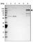 Phospholipase C Gamma 2 antibody, HPA020100, Atlas Antibodies, Western Blot image 