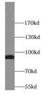 Endoplasmin antibody, FNab03665, FineTest, Western Blot image 