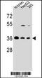 F-Box Protein 2 antibody, 55-088, ProSci, Western Blot image 