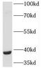 Peptidoglycan Recognition Protein 3 antibody, FNab06357, FineTest, Western Blot image 