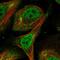 Zinc finger protein 503 antibody, HPA026848, Atlas Antibodies, Immunofluorescence image 