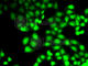 Glucokinase antibody, A6293, ABclonal Technology, Immunofluorescence image 