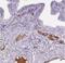 CT-2 antibody, NBP2-39061, Novus Biologicals, Immunohistochemistry frozen image 