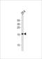 FUN14 Domain Containing 1 antibody, PA5-49413, Invitrogen Antibodies, Western Blot image 