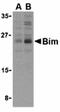 BCL2 Like 11 antibody, orb74573, Biorbyt, Western Blot image 