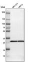 DHSB antibody, NBP1-87069, Novus Biologicals, Western Blot image 