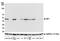 IRF1 antibody, A700-039, Bethyl Labs, Western Blot image 