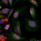 MDM2 Proto-Oncogene antibody, orb15018, Biorbyt, Immunofluorescence image 