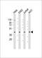 Heterogeneous nuclear ribonucleoprotein G antibody, M04738, Boster Biological Technology, Western Blot image 