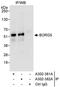 CDC42 Effector Protein 1 antibody, A302-381A, Bethyl Labs, Immunoprecipitation image 