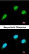 COMM Domain Containing 7 antibody, orb69726, Biorbyt, Immunofluorescence image 