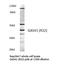 YEATS Domain Containing 4 antibody, AP06652PU-N, Origene, Western Blot image 