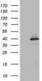 Ubiquitin Recognition Factor In ER Associated Degradation 1 antibody, MA5-26660, Invitrogen Antibodies, Western Blot image 