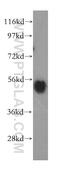 ARRB1 antibody, 15361-1-AP, Proteintech Group, Western Blot image 