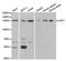 Ubiquitin Specific Peptidase 7 antibody, orb136517, Biorbyt, Western Blot image 