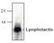 X-C Motif Chemokine Ligand 1 antibody, TA319081, Origene, Western Blot image 